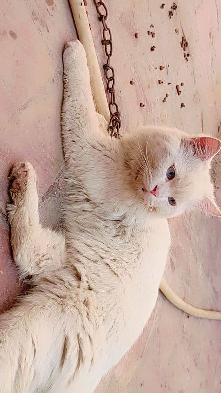 Beautiful Persian Blue eyes male cat for sale 1