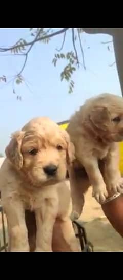 golden retriever puppies