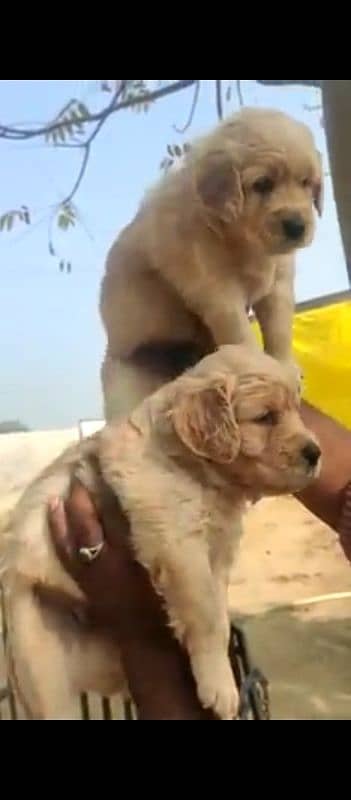 golden retriever puppies 1