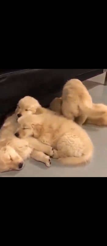 golden retriever puppies 2