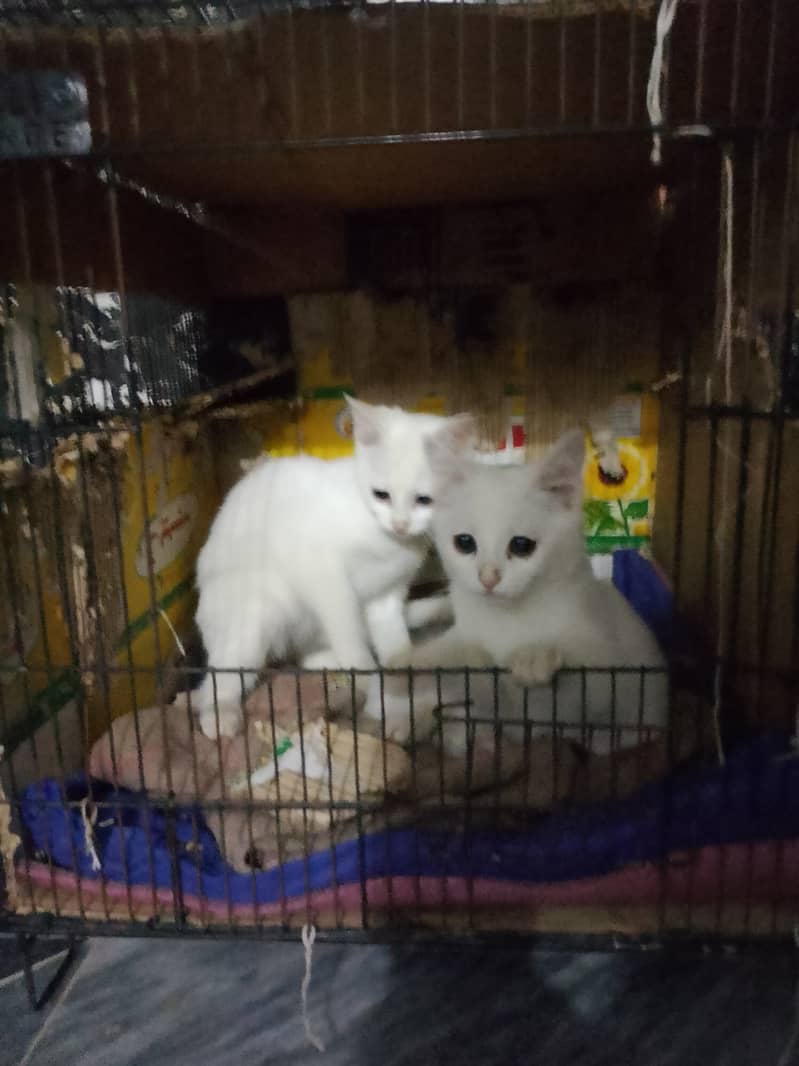 I am selling my 3 kitten. . . . . white color. . . playful 0