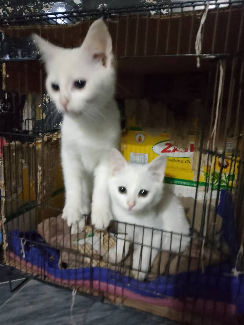 I am selling my 3 kitten. . . . . white color. . . playful 1