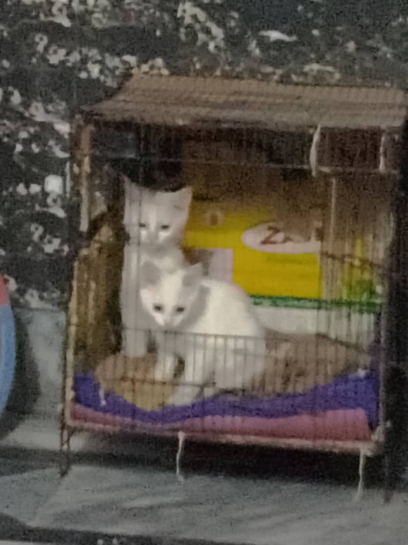 I am selling my 3 kitten. . . . . white color. . . playful 2