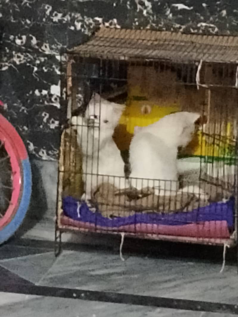 I am selling my 3 kitten. . . . . white color. . . playful 3