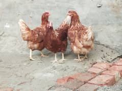 Lohmann hens for sale