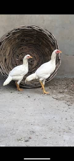 heera pair for sale