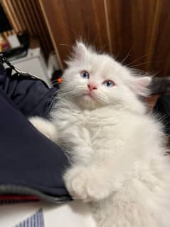 Persian Cat, Male kitten, Triple coated, Blue eyes