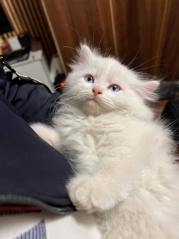 Persian Cat, Male kitten, Triple coated, Blue eyes 0