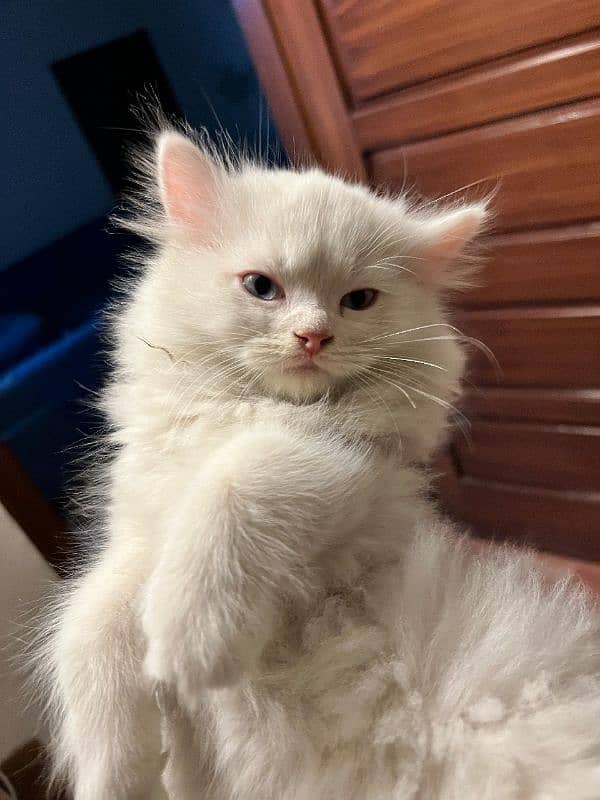 Persian Cat, Male kitten, Triple coated, Blue eyes 1