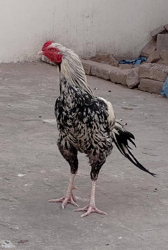 Java Aseel Murga for Urgent sale Need Money Whatsapp 0.3,18'40.80,872 0