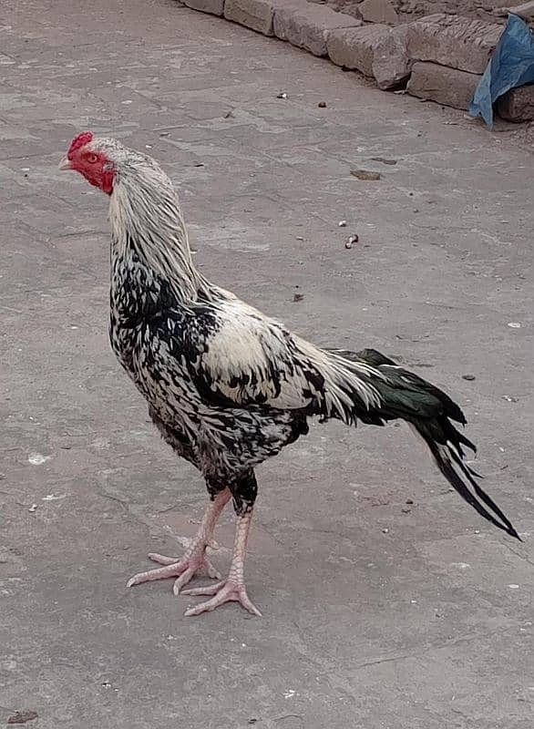 Java Aseel Murga for Urgent sale Need Money Whatsapp 0.3,18'40.80,872 5