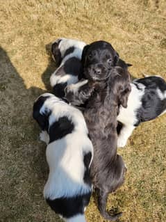 Cocker Spaniels puppies for sale