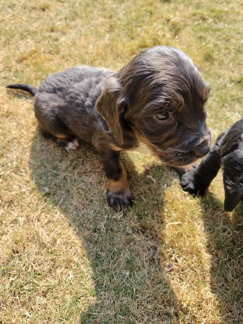 English Cocker Spaniels puppies for sale 1