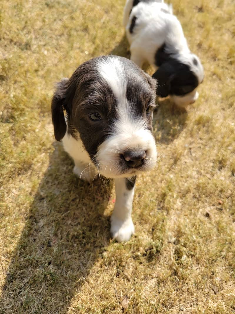 English Cocker Spaniels puppies for sale 2