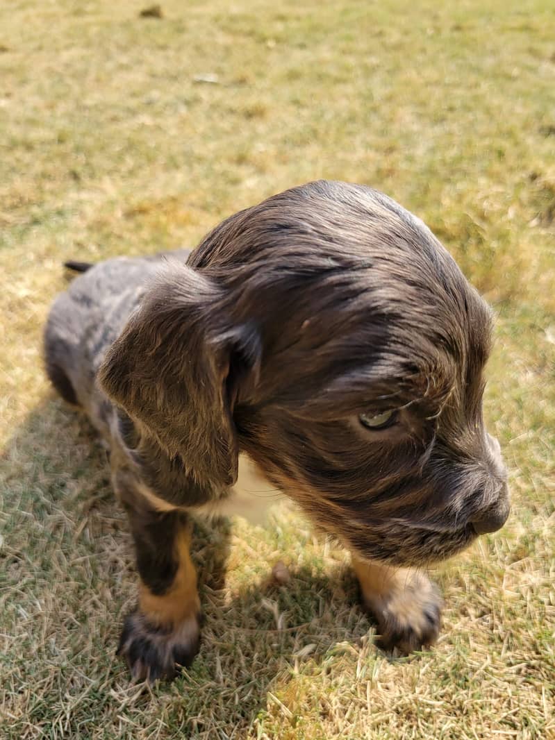 English Cocker Spaniels puppies for sale 3