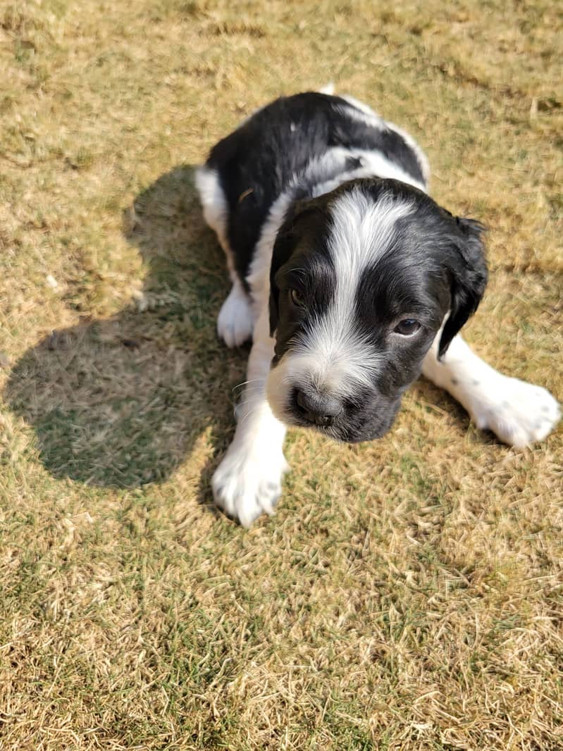 English Cocker Spaniels puppies for sale 4