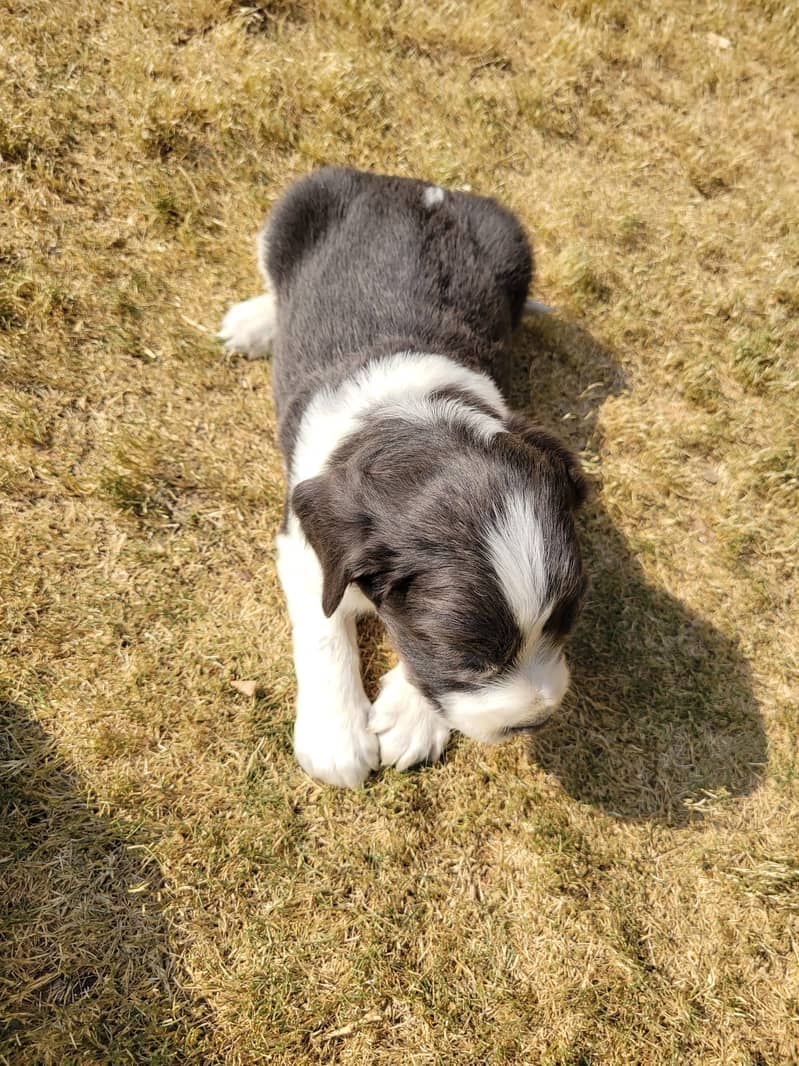 English Cocker Spaniels puppies for sale 5