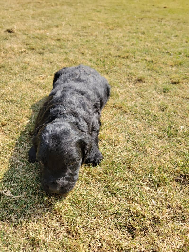 English Cocker Spaniels puppies for sale 6