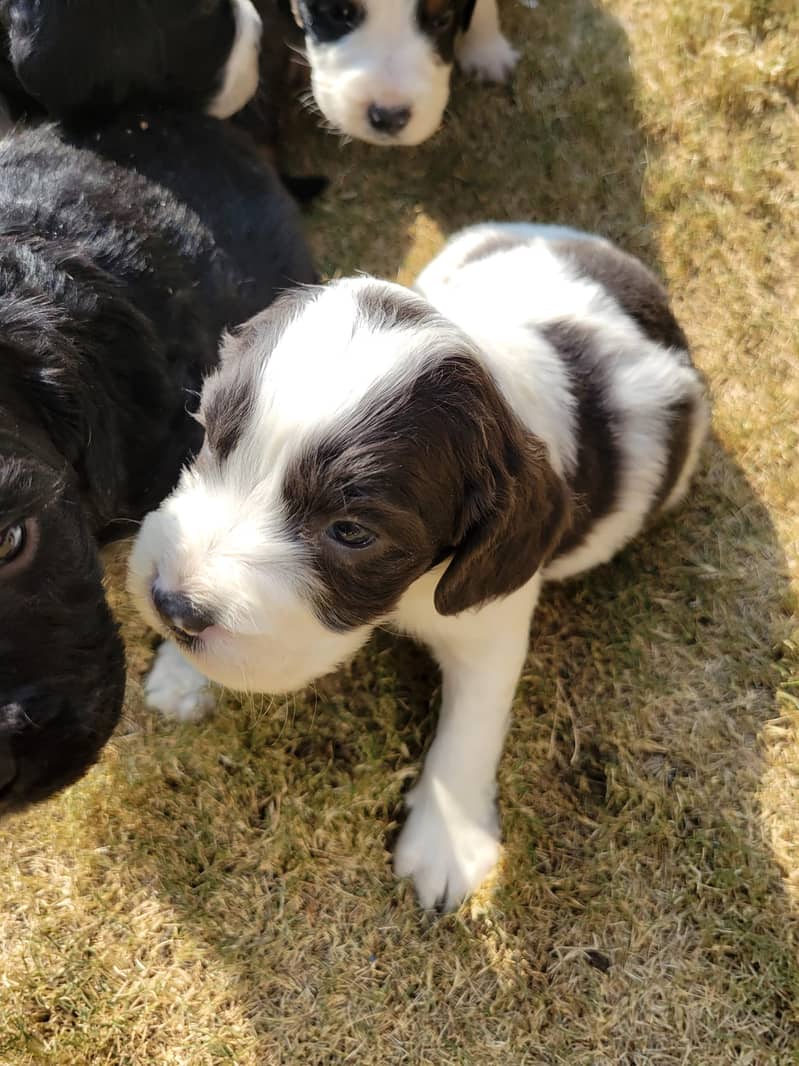 English Cocker Spaniels puppies for sale 7