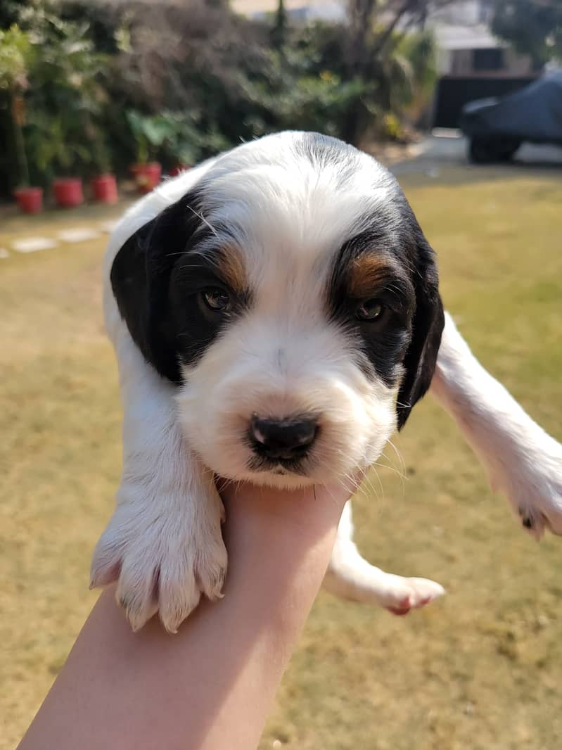 English Cocker Spaniels puppies for sale 8