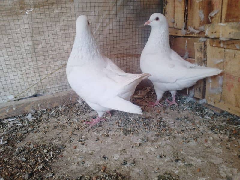 king pigeon/kabootar 2