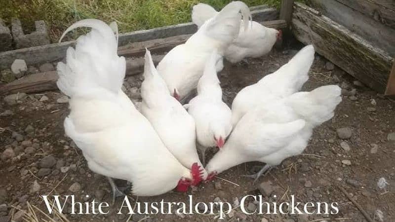 white australop pure 1