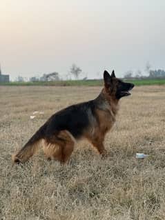 pure pair of german shepherd vaccinated Age 3