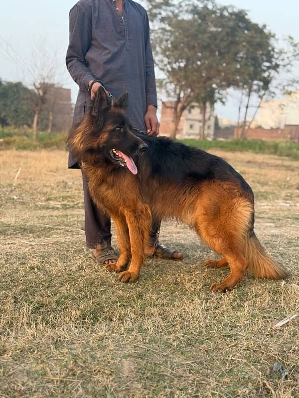 pure pair of german shepherd vaccinated Age 3 2