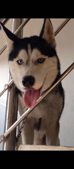 Husky