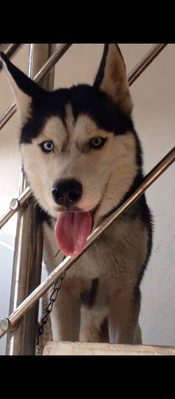 Husky 0