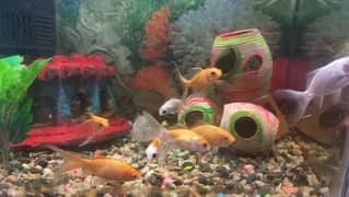 Aquarium For sale