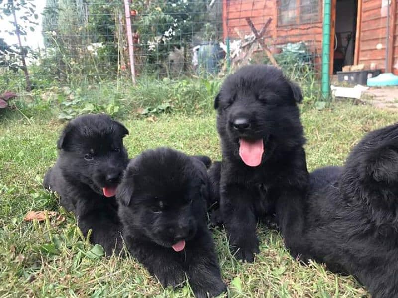 Black shepherd pups 0