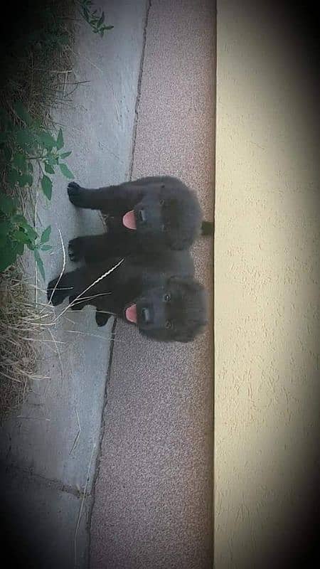 Black shepherd pups 1