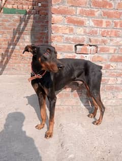 doberman 03296243498