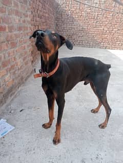 doberman