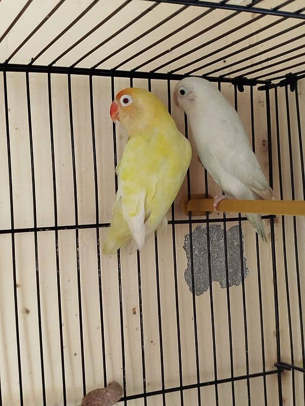 lovebirds for sale 0