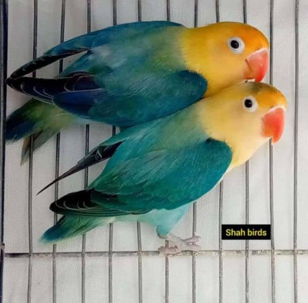 lovebirds for sale 1