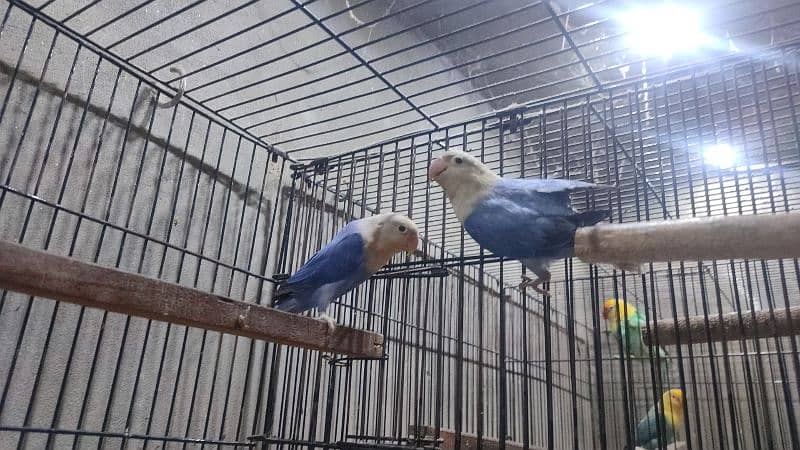 lovebirds for sale 2