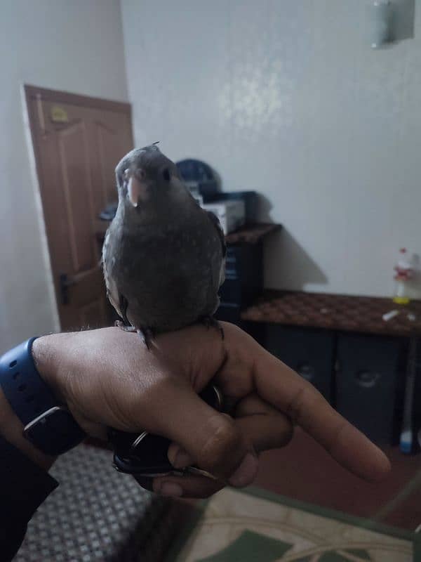 lovebirds for sale 3