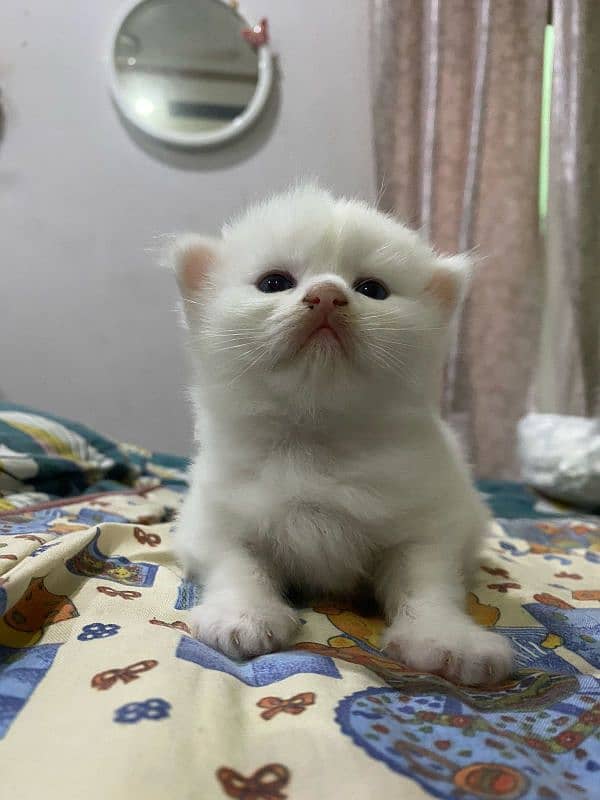 pure white Persian two kittens for sale,final price 30k (fix) 0