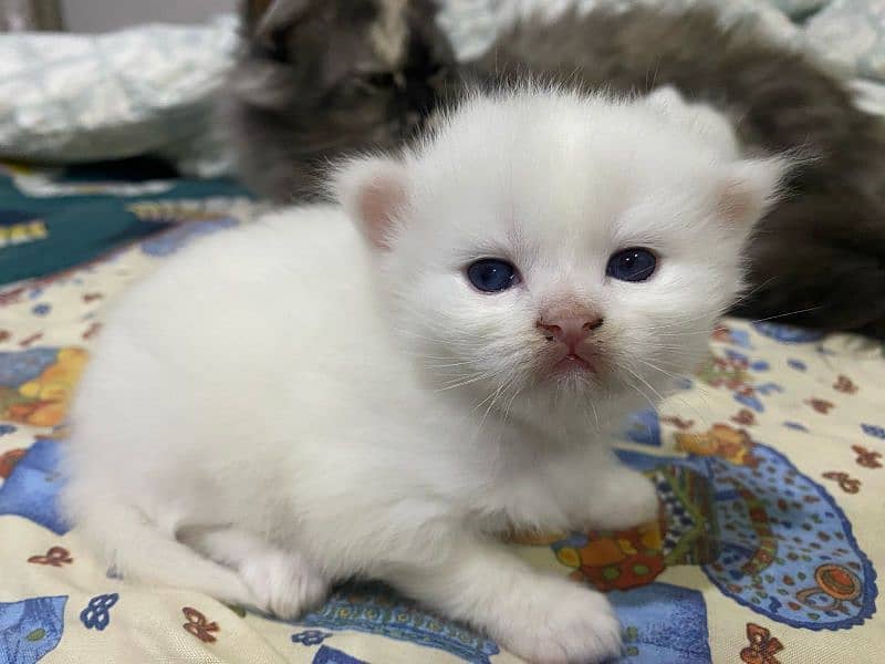 pure white Persian two kittens for sale,final price 30k (fix) 1