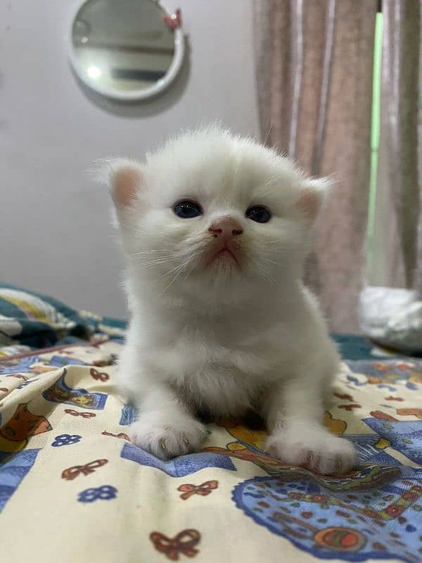 pure white Persian two kittens for sale,final price 30k (fix) 2