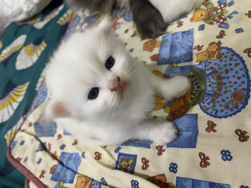 pure white Persian two kittens for sale,final price 30k (fix) 3