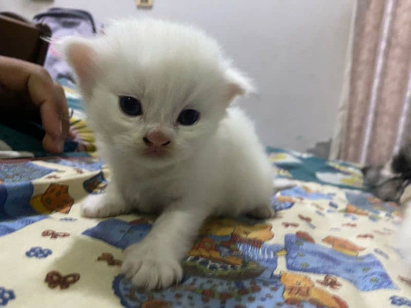 pure white Persian two kittens for sale,final price 30k (fix) 4