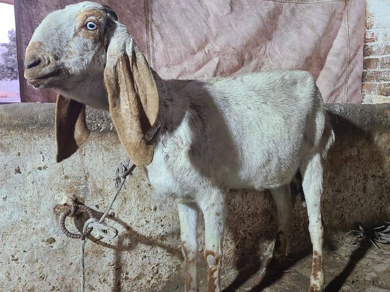 Makhi cheeni goat  | Bakri | gaban Goat For Sale 0