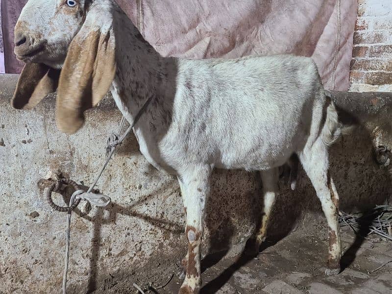 Makhi cheeni goat  | Bakri | gaban Goat For Sale 1