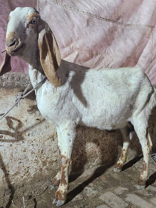 Makhi cheeni goat  | Bakri | gaban Goat For Sale 2