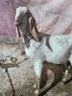 Makhi cheeni goat  | Bakri | gaban Goat For Sale