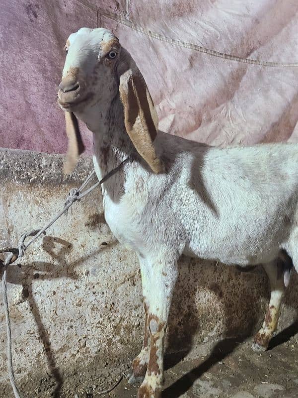 Makhi cheeni goat  | Bakri | gaban Goat For Sale 3