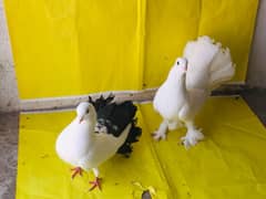 Beautifull pigeons